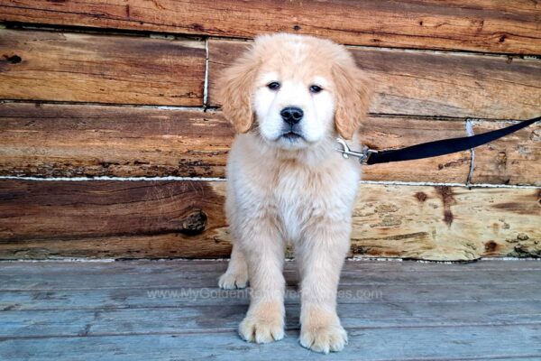 Image of Teddy, a Golden Retriever puppy
