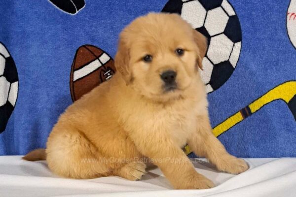 Image of Teddy, a Golden Retriever puppy
