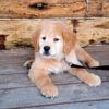 Image of Teddy, a Golden Retriever puppy