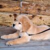 Image of Teddy, a Golden Retriever puppy