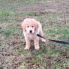 Image of Teddy, a Golden Retriever puppy
