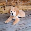 Image of Teddy, a Golden Retriever puppy