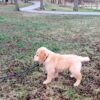Image of Teddy, a Golden Retriever puppy