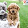 Image of Abby (trained), a Golden Retriever puppy