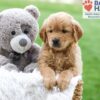 Image of Abby (trained), a Golden Retriever puppy