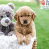 Image of Abby (trained), a Golden Retriever puppy