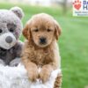 Image of Abby (trained), a Golden Retriever puppy