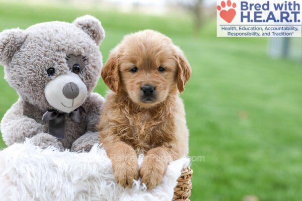 Image of Abby (trained), a Golden Retriever puppy
