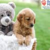 Image of Abby (trained), a Golden Retriever puppy