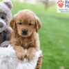 Image of Abby (trained), a Golden Retriever puppy