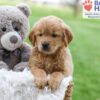 Image of Abby (trained), a Golden Retriever puppy