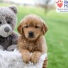 Image of Abby (trained), a Golden Retriever puppy