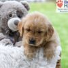 Image of Ace, a Golden Retriever puppy