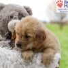 Image of Ace, a Golden Retriever puppy