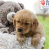 Image of Ace, a Golden Retriever puppy