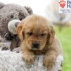 Image of Ace, a Golden Retriever puppy