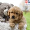 Image of Ace, a Golden Retriever puppy