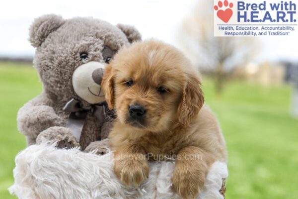 Image of Ace, a Golden Retriever puppy