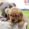 Image of Ace, a Golden Retriever puppy