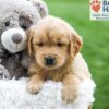 Image of Alex, a Golden Retriever puppy