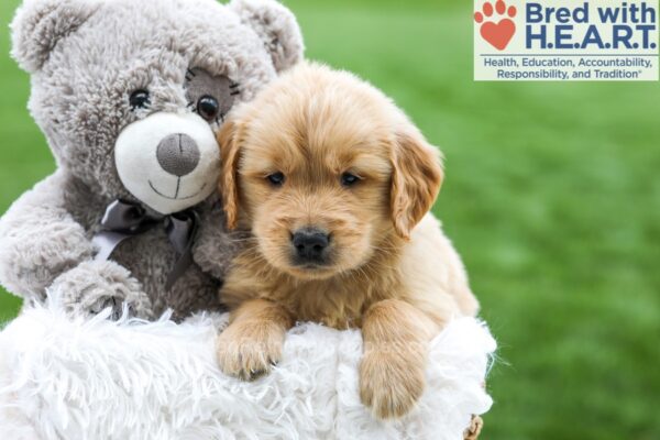 Image of Alex, a Golden Retriever puppy