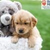 Image of Alex, a Golden Retriever puppy