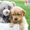 Image of Alex, a Golden Retriever puppy