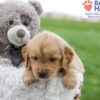 Image of Alex, a Golden Retriever puppy
