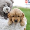 Image of Alex, a Golden Retriever puppy