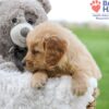 Image of Alex, a Golden Retriever puppy