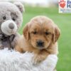 Image of Amber, a Golden Retriever puppy