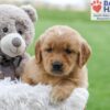 Image of Amber, a Golden Retriever puppy