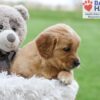 Image of Amber, a Golden Retriever puppy