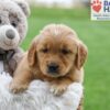 Image of Amber, a Golden Retriever puppy