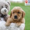 Image of Amber, a Golden Retriever puppy
