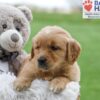 Image of Amber, a Golden Retriever puppy