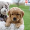 Image of Amber, a Golden Retriever puppy