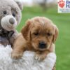 Image of Amber, a Golden Retriever puppy