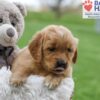Image of Amber, a Golden Retriever puppy