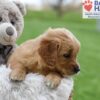 Image of Amber, a Golden Retriever puppy