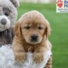 Image of Angela, a Golden Retriever puppy