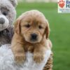 Image of Angela, a Golden Retriever puppy