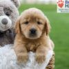 Image of Angela, a Golden Retriever puppy