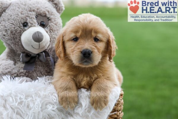 Image of Angela, a Golden Retriever puppy