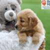 Image of Angela, a Golden Retriever puppy
