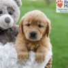 Image of Angela, a Golden Retriever puppy