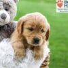 Image of Angela, a Golden Retriever puppy
