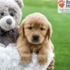 Image of Angela, a Golden Retriever puppy