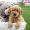 Image of April, a Golden Retriever puppy