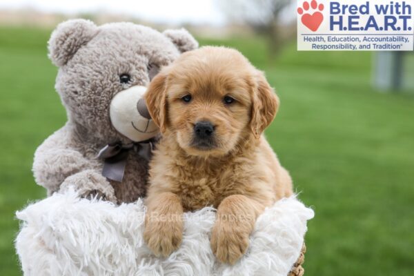 Image of April, a Golden Retriever puppy